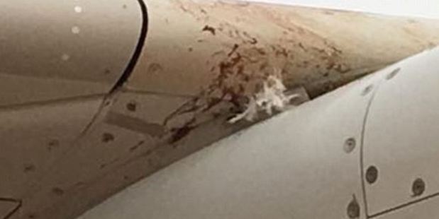 The pilot shut down one of the engines before making a safe landing back in Banjul, and at least 13 storks were confirmed dead as a result of the collision. Photo / Facebook / Kayleigh Loveridge