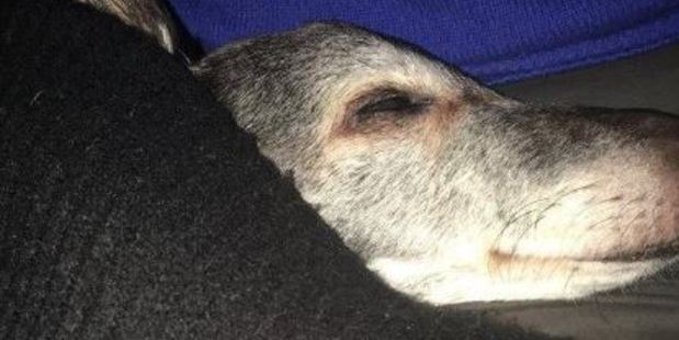 Walnut farewelled. Photo / Supplied