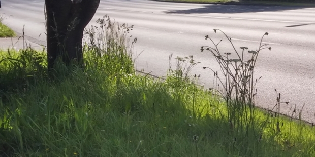 Our street is a disgrace. I contacted Auckland Transport on behalf of the whole street.