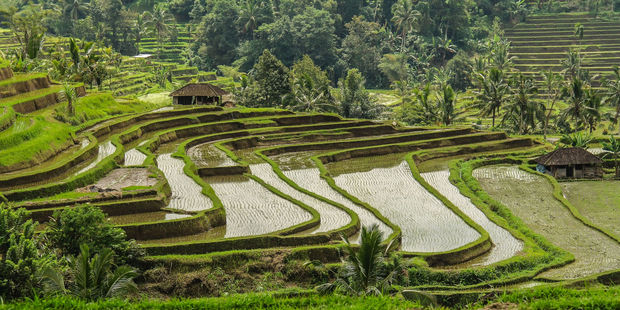 Terraced rice fields in Tabanan, Bali. Photo / 123RF