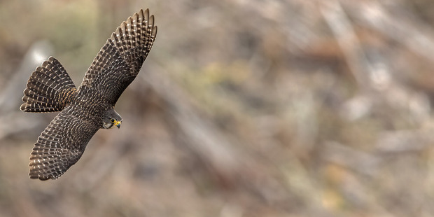 The photo of this adult
male New Zealand falcon was
taken by photographer Kurien
'Koshy' Yohannan in the forests
of Kaingaroa. PHOTOS/SUPPLIED
