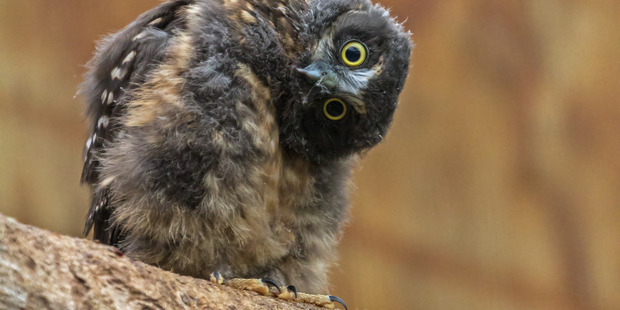 This is one of two morepork chicks bred and raised at Wingspan and released back into the
wild.