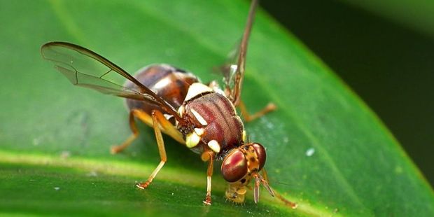 The Queensland fruit fly is regarded as one of the worst horticultural pests in the world. Photo / Supplied
