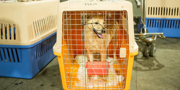 Max, a rescue dog from Colombia needed a little help getting to his new home. Photo / Brian Branch Price