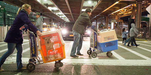 Melissa McClellan, left and Matt Niederberger of Posh Pets Rescue cart Max and Brandy from arrivals at JFK International Airport. Photo / Brian Branch Price