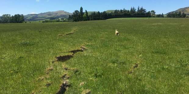 The lamb runs free after being rescued. Photo / Supplied