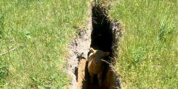 This lamb was stuck in a crack in the Earth after the 7.8 quake that struck Canterbury. Photo / Tonkin+Taylor