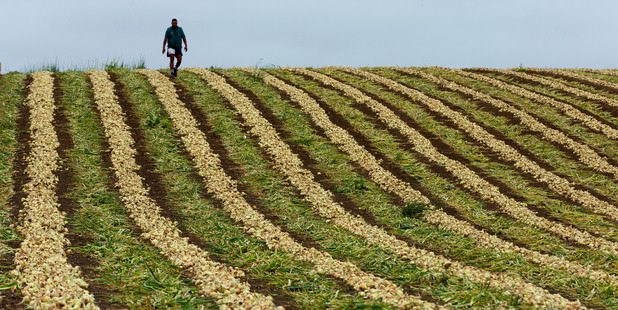 Pukekohe is known for its 'long-keeper' onion, which thrives in fertile volcanic soils. Photo / Brett Phibbs