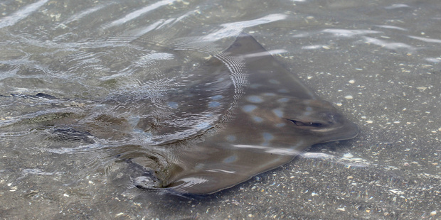 Niwa says the toxin from the stingray's barb becomes unstable at high temperatures. Photo / File