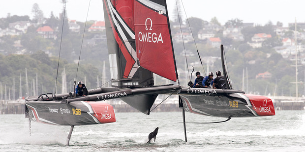 A seal gets a bit of a fright as Emiratres Team New Zealand foils overhead while testing in their surrogate America's Cup catamaran on the Waitamata Harbour. Photo / Chris Cameron