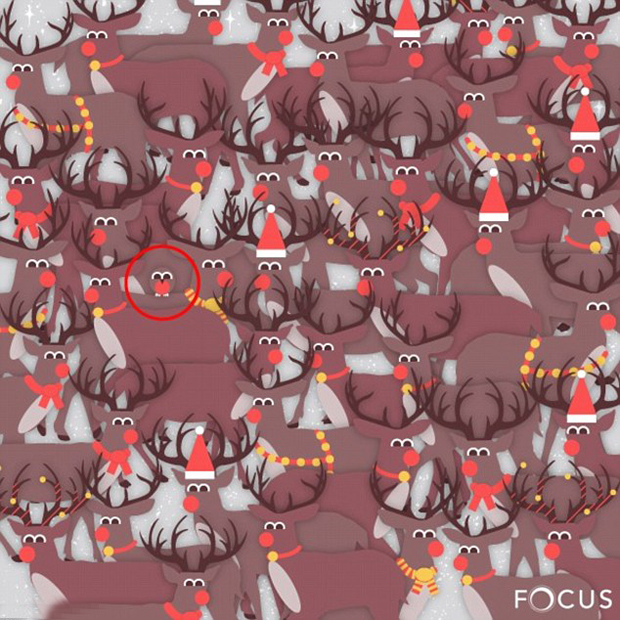 Robin reveal: The little red-breasted robin is hidden on the left in the middle of the page. Photo / Focus Clinics