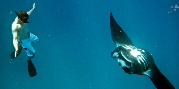 Swimming with a mantaray in Fiji.