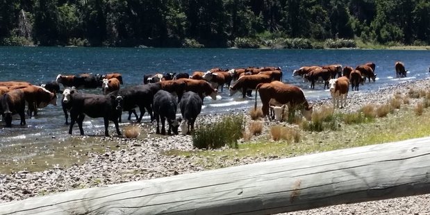 Cattle owned by Chief Justice Sian Elias and businessman Hugh Fletcher wading in Canterbury's Lake Taylor have sparked outrage.