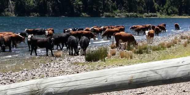 Cattle from Lakes Station wading and drinking from Lake Taylor in Canterbury.