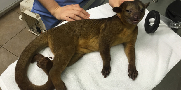 The animal is thought to be a cross between a raccoon and monkey. Photo / South Dade Animal Hospital