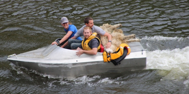 A two-hour rescue mission for a stranded sheep ended at 8pm on Thursday when Laura Phillips the Dannevirke SPCA manager, husband Jason and boat owner Richard Scrimshaw captured Woolson. Photos / Christine McKay