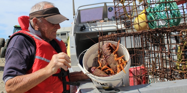 Dannevirke's Les Ingram, who along with mate Kevin Curry, hauled in these crayfish off the Akitio coast on Sunday morning. Photo / Christine McKay