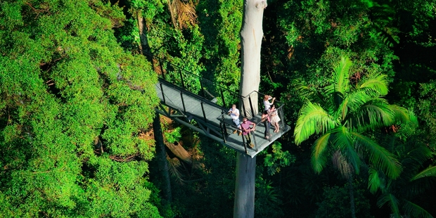 O'Reilly's Tree Top Walk lets you wander through the canopy suspended 15m above the ground. Photo / Tourism and Events Queensland