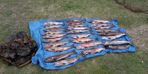 27 trout illegally netted when a DOC ranger discovered a poaching operation at a Taupo fishery spawning stream. Photo / Supplied