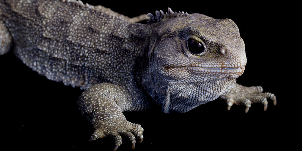 DNA techniques could cheaply and easily ascertain which Tuatara were from farmed populations. Photo / Christine Cornege