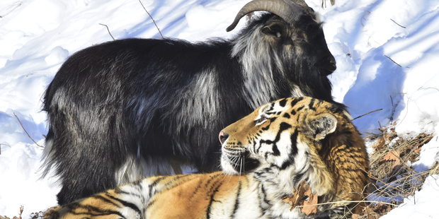 Amur the Tiger and Timur the Goat made friends in a Safari Park in Russia. Photo / Getty