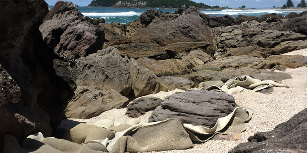 The dislodged geotextile material from the artificial surf reef off Tay St found off the base track of Mauao. Photo/George Novak