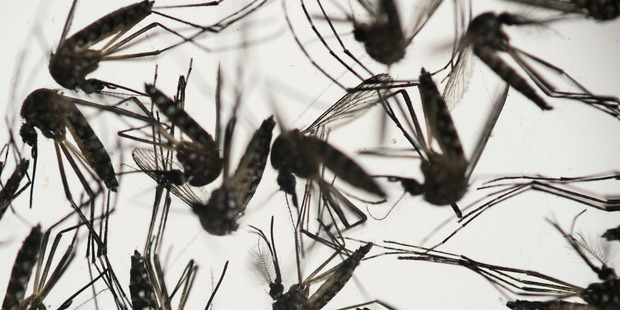 World Health Organisation director-general Dr Margaret Chan warned yesterday that Zika posed a threat of "alarming proportions". Photo / AP