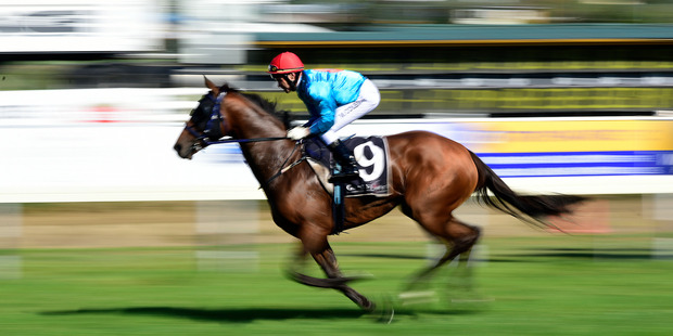 Lauren Tate should be competitive in race 6 at Matamata today. Photo / George Novak
