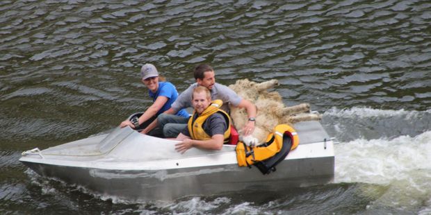 Mission accomplished: A two-hour rescue mission forthe stranded sheep. Photo / Christine McKay