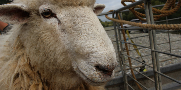 Heading to pastures new: Woolson, the rescued ram on the trailer set for a journey to Dannevirke. Photo / Christine McKay