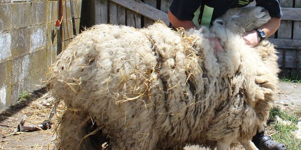 Woolly task: Dannevirke's Izacc Appleton about to give rescued ram Woolson his first hair cut. Photo / Christine McKay