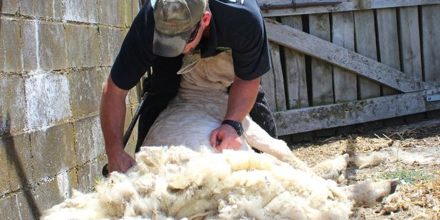 Back-breaking: Izaac Appleton relieves Woolson of years of wool. Photo / Christine McKay