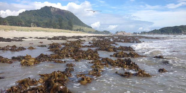 Beach mess. Photo/supplied