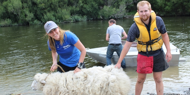 Laura Phillips, Jason and Richard Scrimshaw, with Woolson, the rescued ram landed at the Gorge Reserve next to the Ballance Bridge on Thursday night.