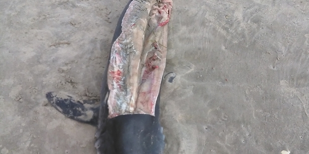 The remains of a shark were found washed ashore at Mount Maunganui. Photo / Stan Lilley