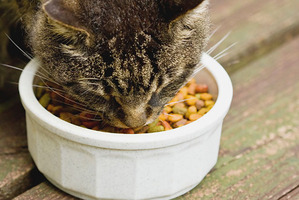 Cats are often overweight because they are frequently kept indoors, or fed too many titbits by their loving owners. Photo / iStock