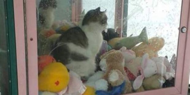 Win a stuffed toy. Or a cat? Photo / Twitter