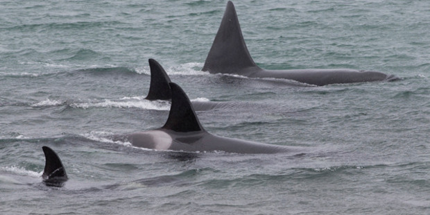 A close-up view of the orcas. Photo / Mark Mitchell