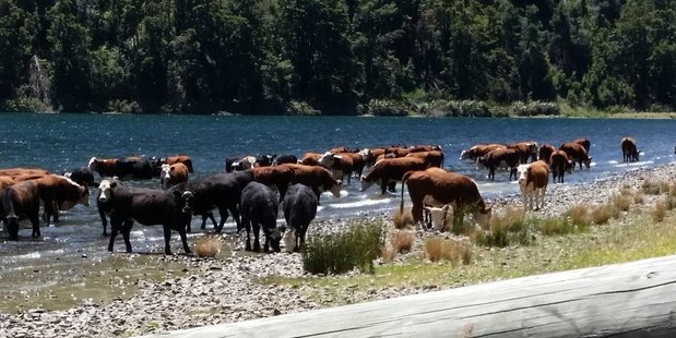 The photograph, showing the herd wading and drinking from Lake Taylor, emerged on Twitter, and was snapped by a holiday maker. Photo / Supplied