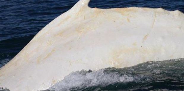 The rare white whale spotted in the Cook Strait last year. Photo / Twitter