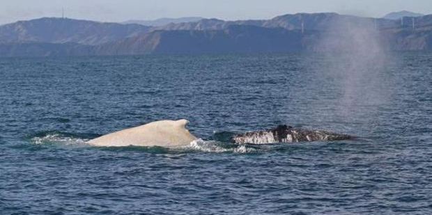 Migaloo and a black humpback whale in Cook Strait in July last year. Photo / Twitter
