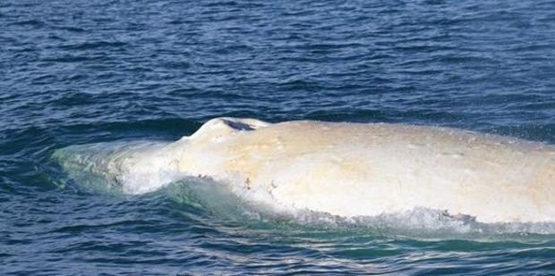 There are only four white whales ever recorded worldwide and Migaloo is thought to have fathered two white calves often spotted on Australia's eastern coast. Photo / Twitter