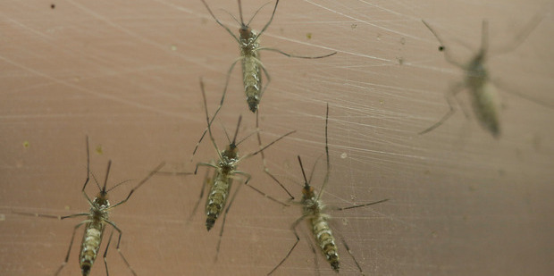 Zika virus is spread to people through mosquito bites. Photo / AP