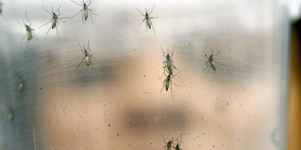 The Zika virus is spread through mosquito bites. Photo / AP