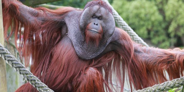 Orangutans at Auckland Zoo. Pictured is Charlie. 15 September 2016 New Zealand Herald Photograph by Doug Sherring.