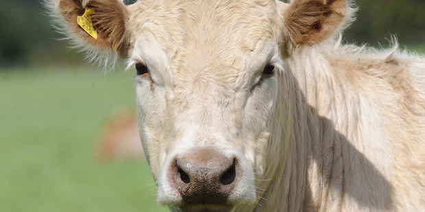 New Zealand has won a WTO battle against Indonesian barriers to our beef. Photo / Supplied