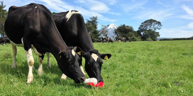 Curious cows sniff my Santa's hat. Mt Taranaki forms a backdrop to a carpet of lush green pasture.