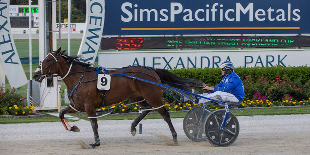 Mark Purdon drives Dream About Me to victory in the 2016 Auckland Cup at Alexandra Park. Photo / Peter Meecham