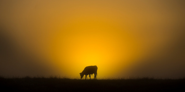 Despite years of incontrovertible science identifying the main culprit as intensive dairy farming, that industry's denials are seemingly endless. Photo / Brett Phibbs