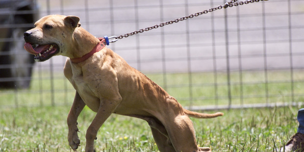 An American Pitbull Terrier, like pictured, is thought to be behind an attack on a five-year-old boy. PHOTO/FILE